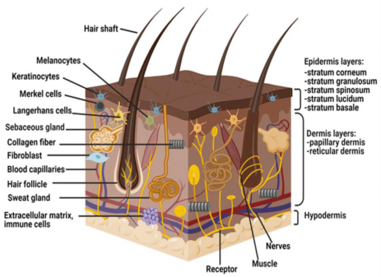 The-anatomical-structure-of-human-skin